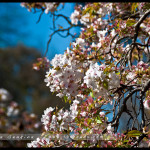 canberra_DSC7675