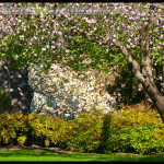 canberra_DSC7691