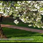 canberra_DSC7742