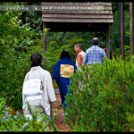 leura_tea_ceremony_03